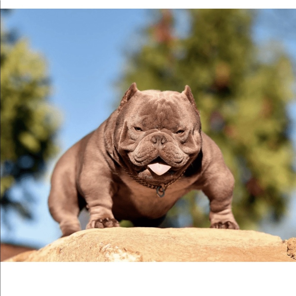 Meet your Posher, Rio